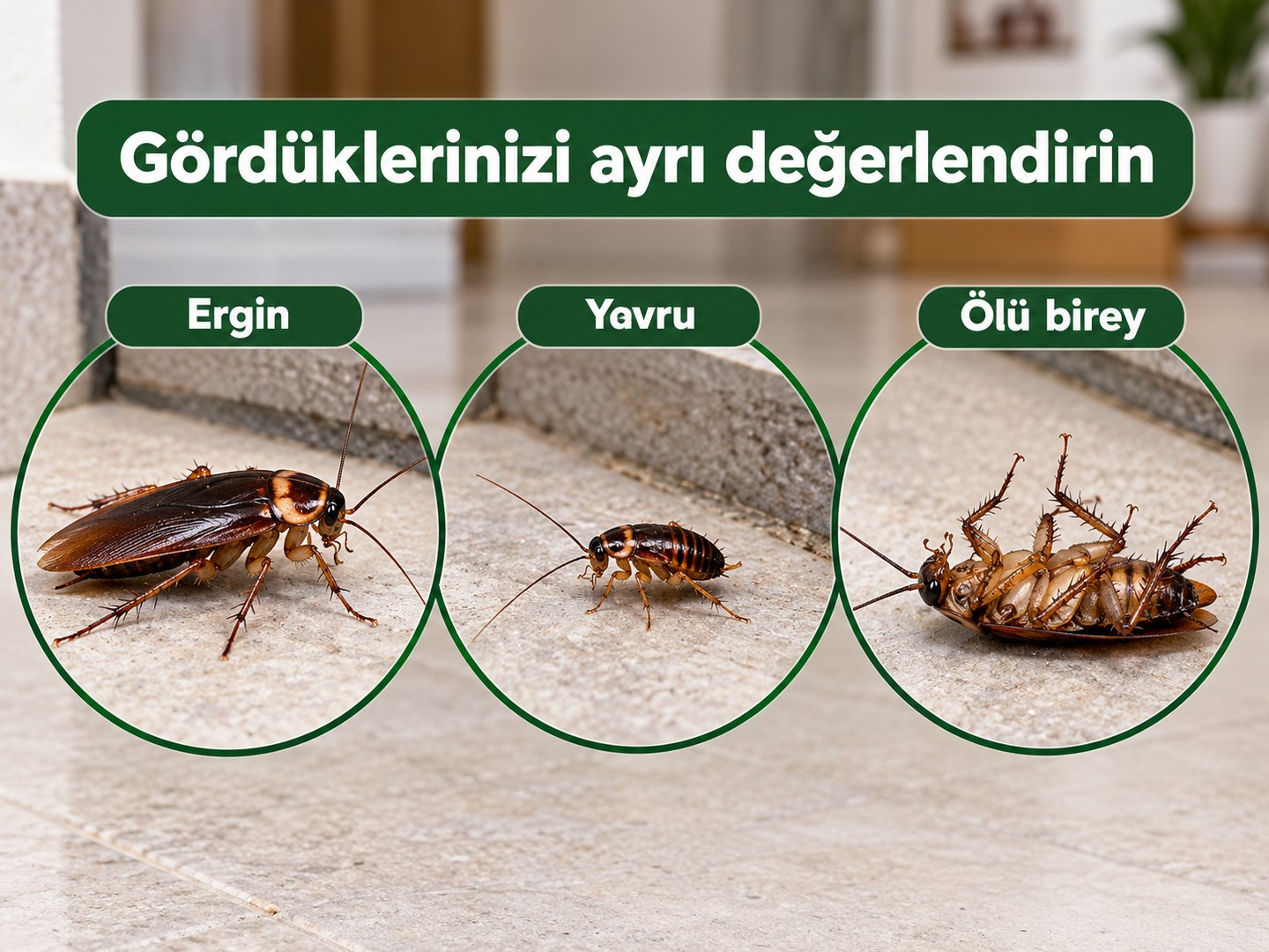 Ergin, yavru ve ölü bireylerin takipte ayrı değerlendirilmesi