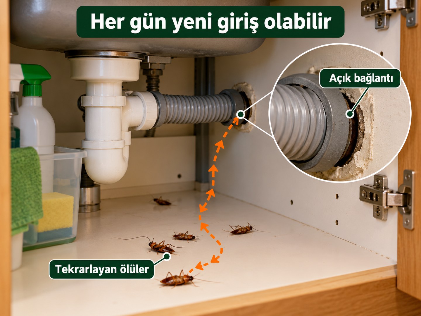 Her sabah yeniden görülen ölü böceklerle devam eden girişin şeması