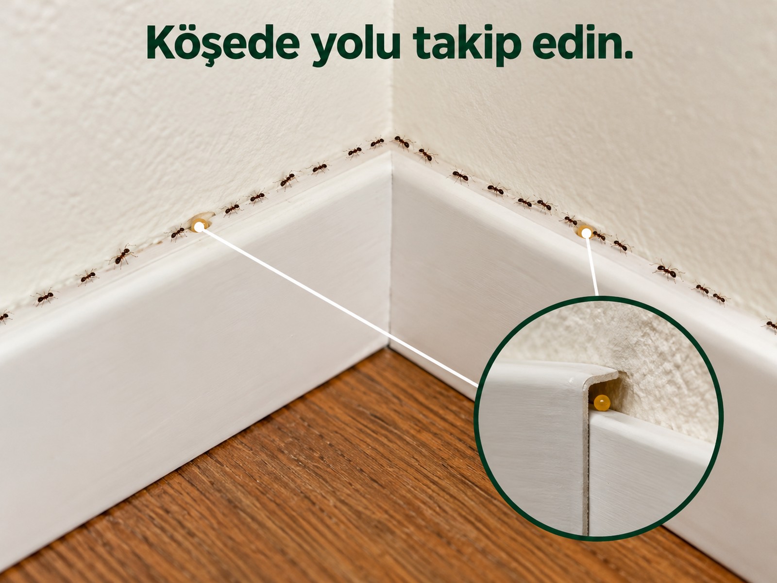 Köşeden dönerek devam eden karınca yolunda noktalar