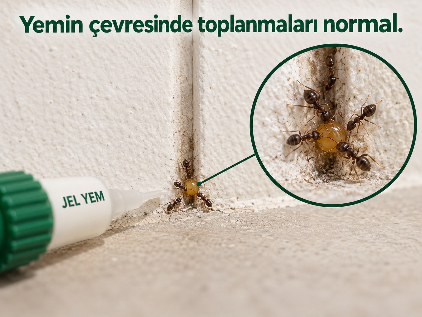 Küçük jel noktasının çevresinde beslenen karıncalar