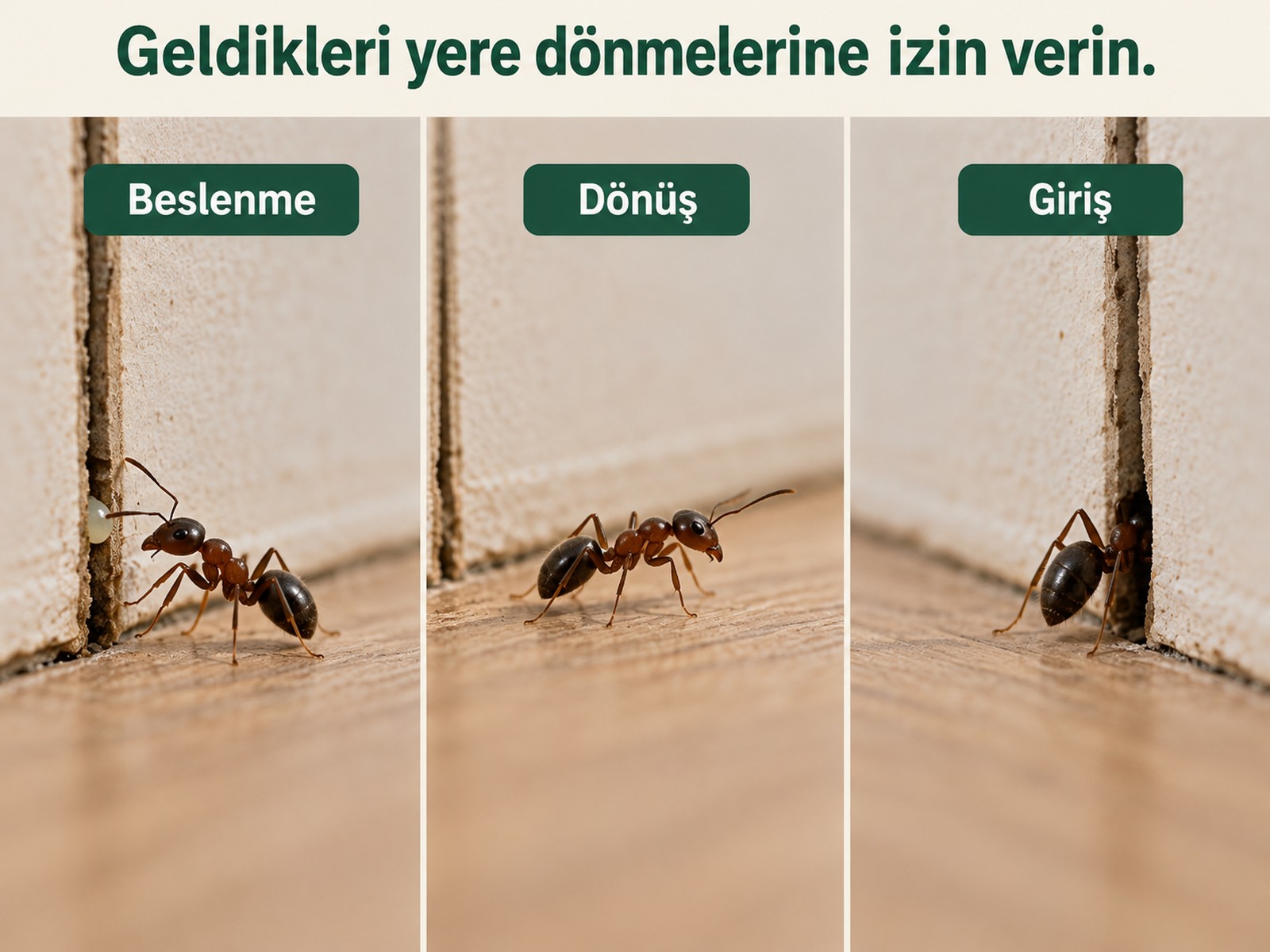 İşçinin yemden çıkıp koloni yönüne geri dönmesi