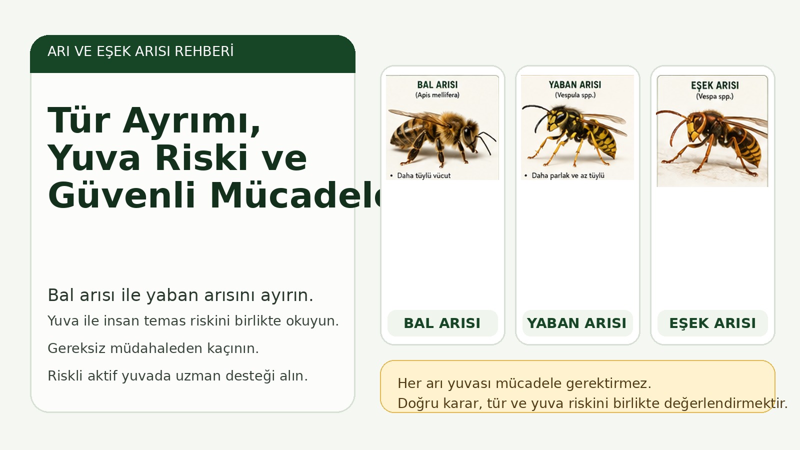 Bal arısı, yaban arısı ve eşek arısı için tür ayrımı, yuva ve güvenli mücadele rehberi