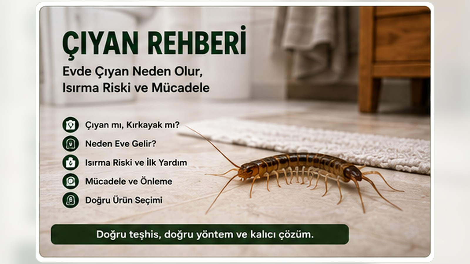 Evde çıyan, nemli yapı alanı ve çıyan mücadele rehberi