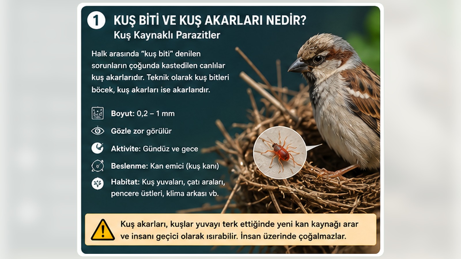 Kuş biti ve kuş akarı için yuva kaynağı, teşhis ve mücadele rehberi