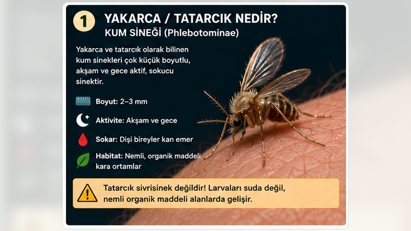 Yakarca ve tatarcık olarak bilinen kum sineği için teşhis ve mücadele rehberi