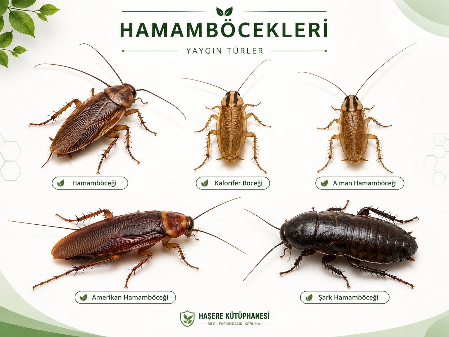 Hamamböceği türleri kolaj görseli