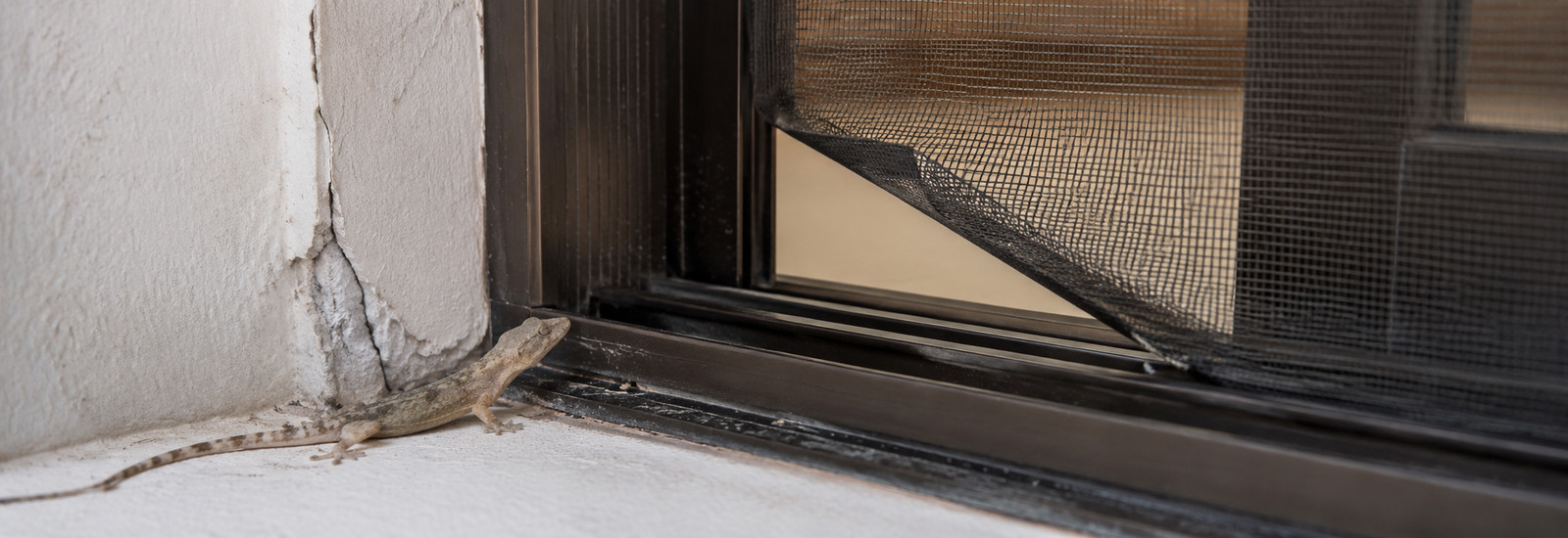 Pencere, balkon kapısı, sineklik, tesisat geçişi ve duvar boşluklarında kertenkele giriş hattı