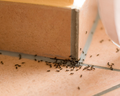 Karıncalardan nasıl kurtuluruz?