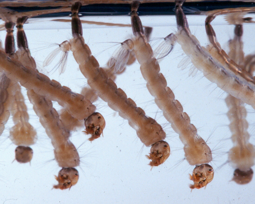 Sivrisinek larvaları