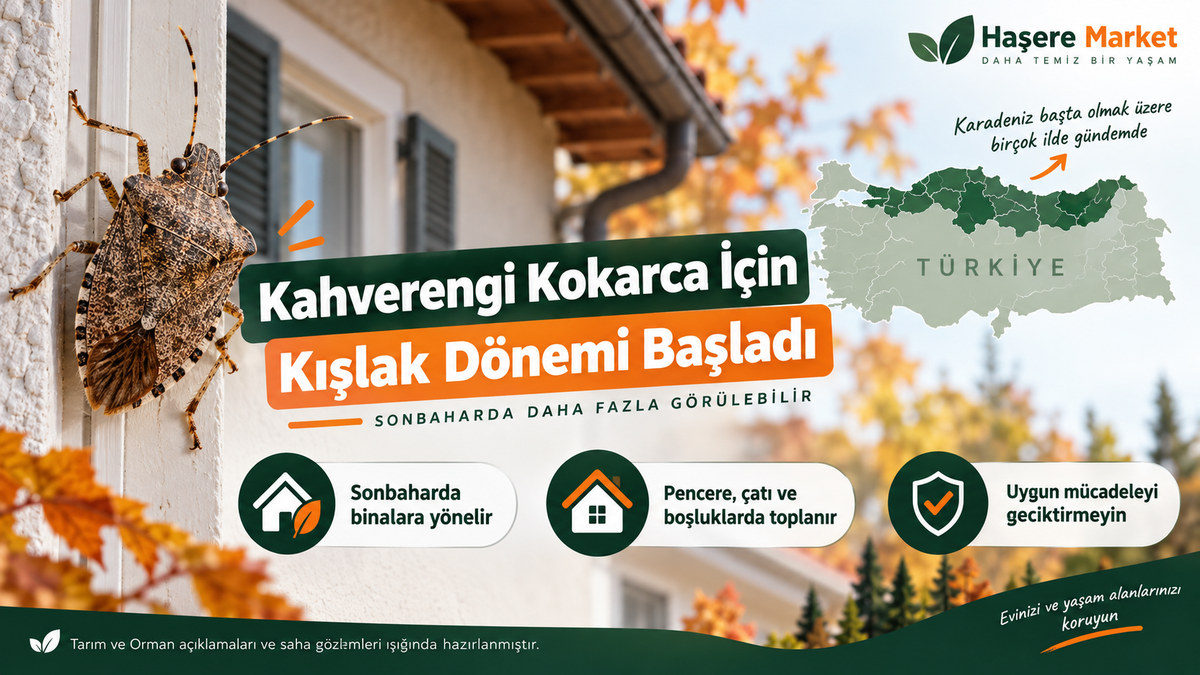 Kahverengi kokarca sonbaharda kışlak arayışıyla ev ve bina çevresine yönelir; 2026 mücadele dönemi görseli