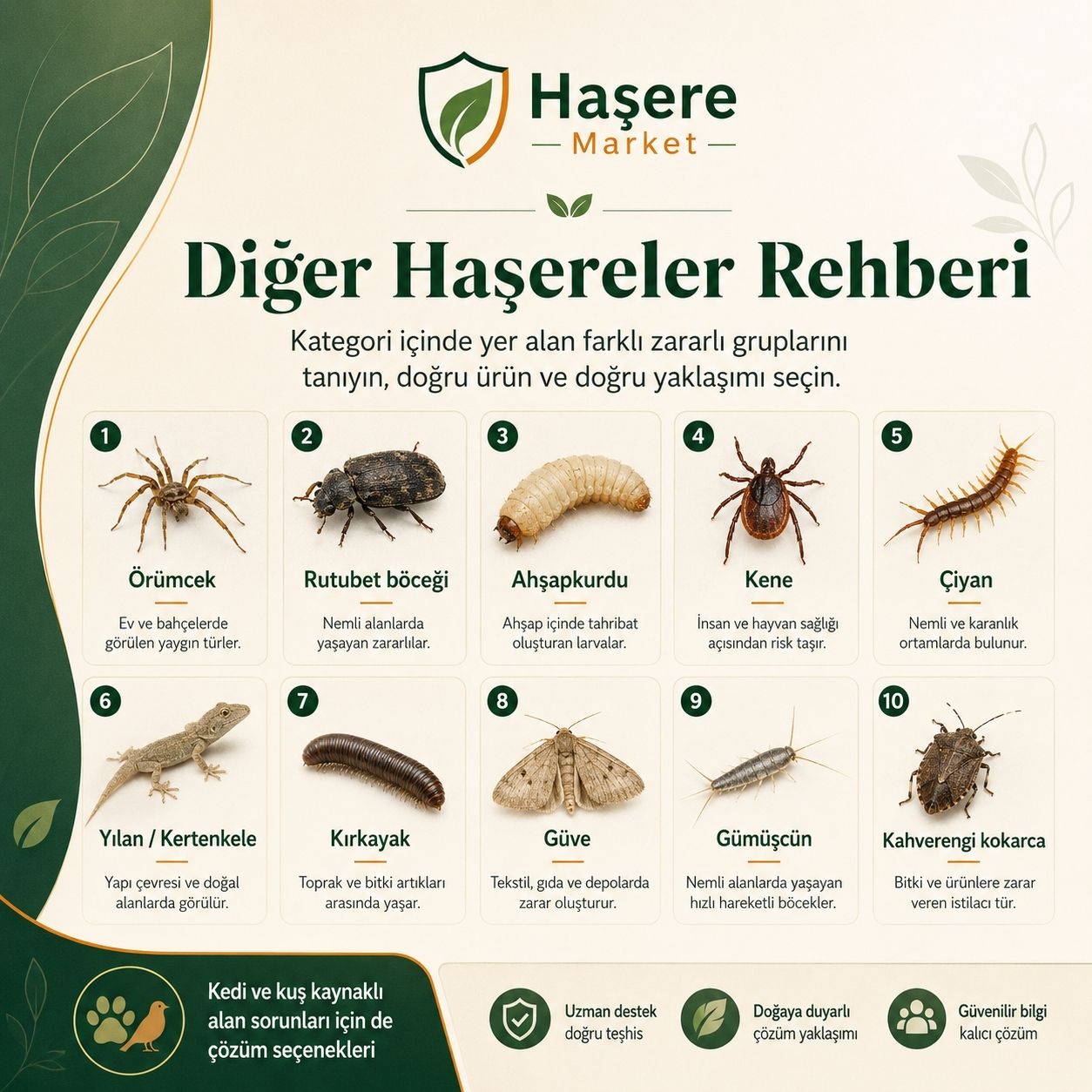 Diğer haşereler genel tanıma ve yönlendirme rehberi
