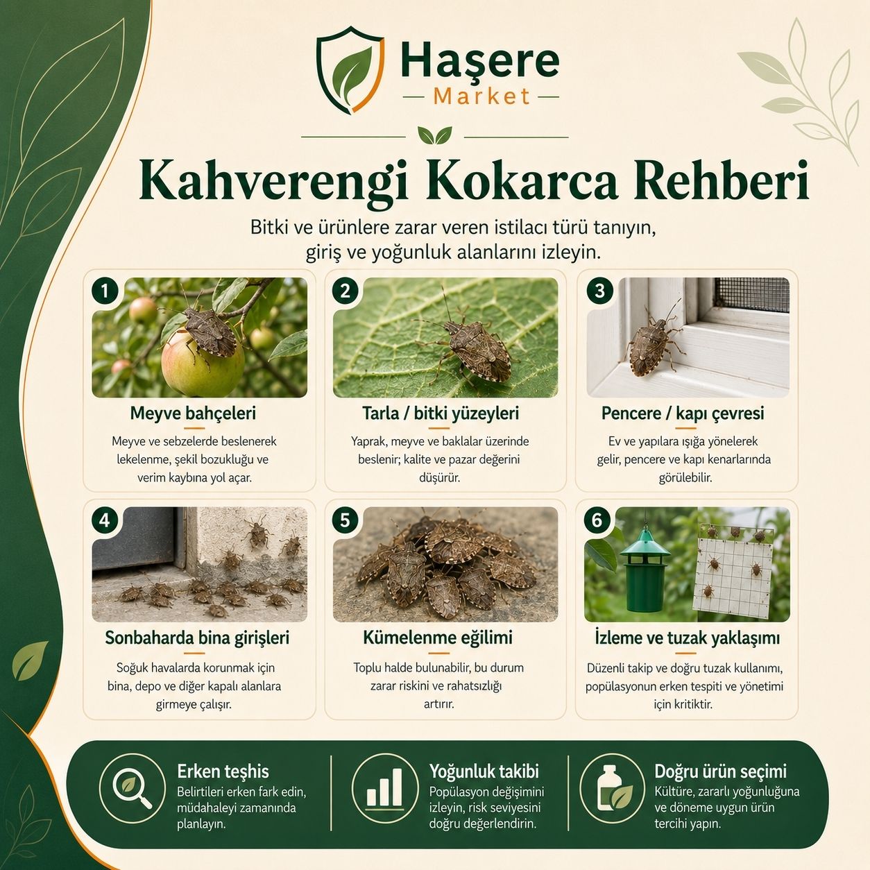 Kahverengi kokarca tanıma ve giriş alanları rehberi
