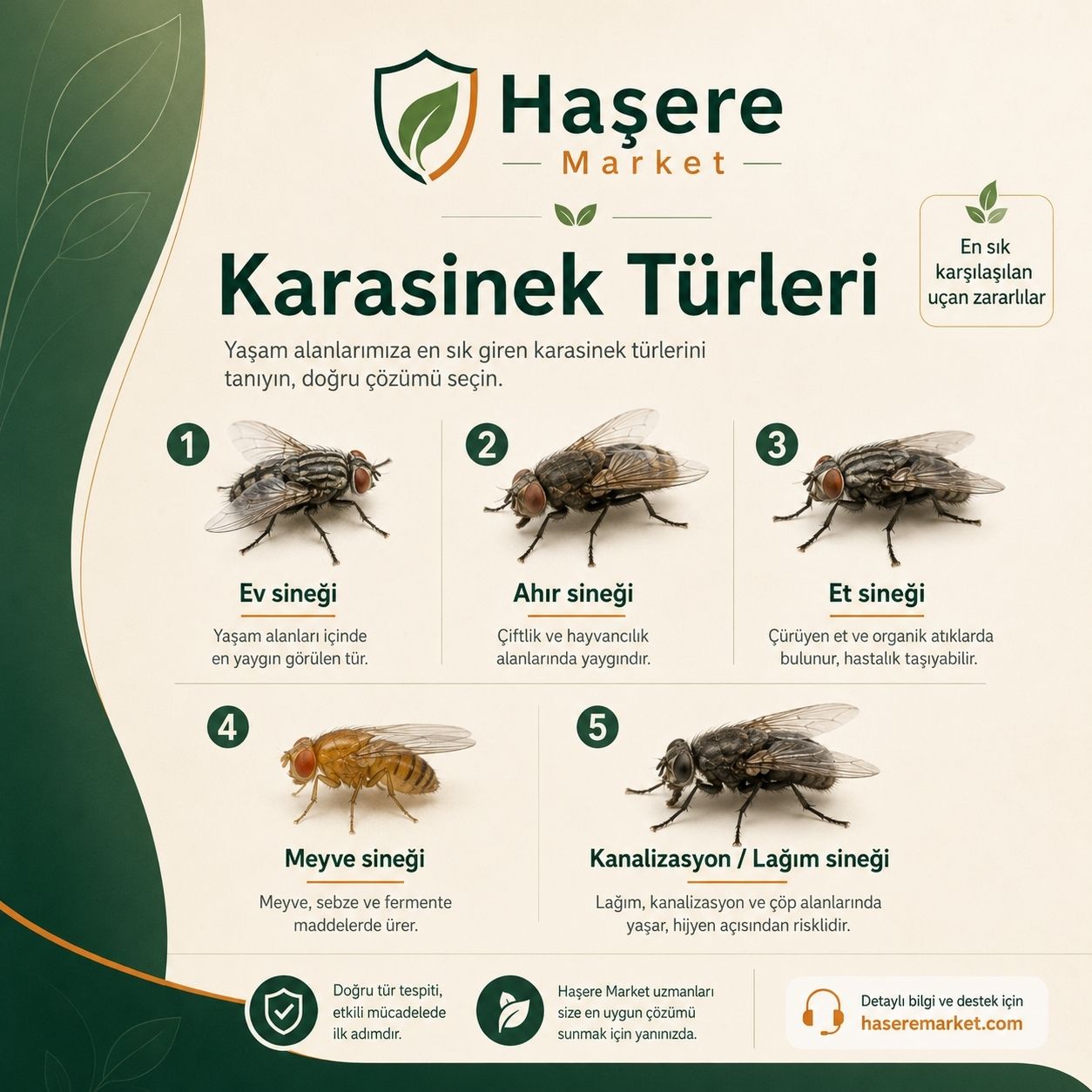 Karasinek türleri ve tanımları