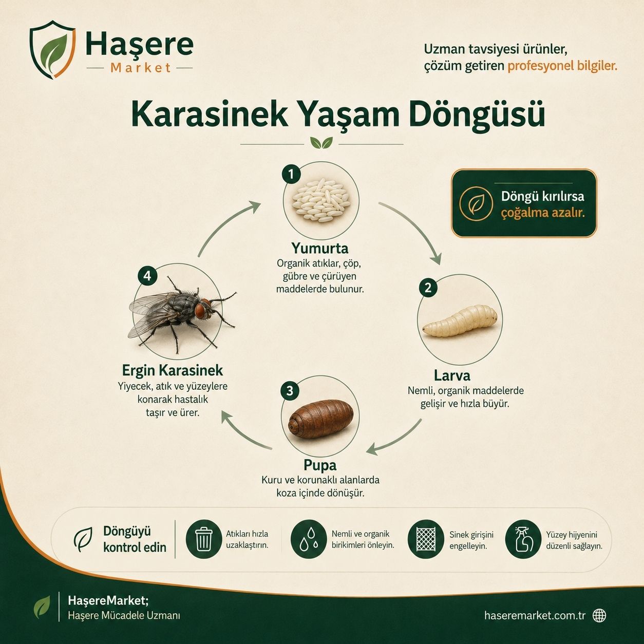 Karasinek yaşam döngüsü rehberi
