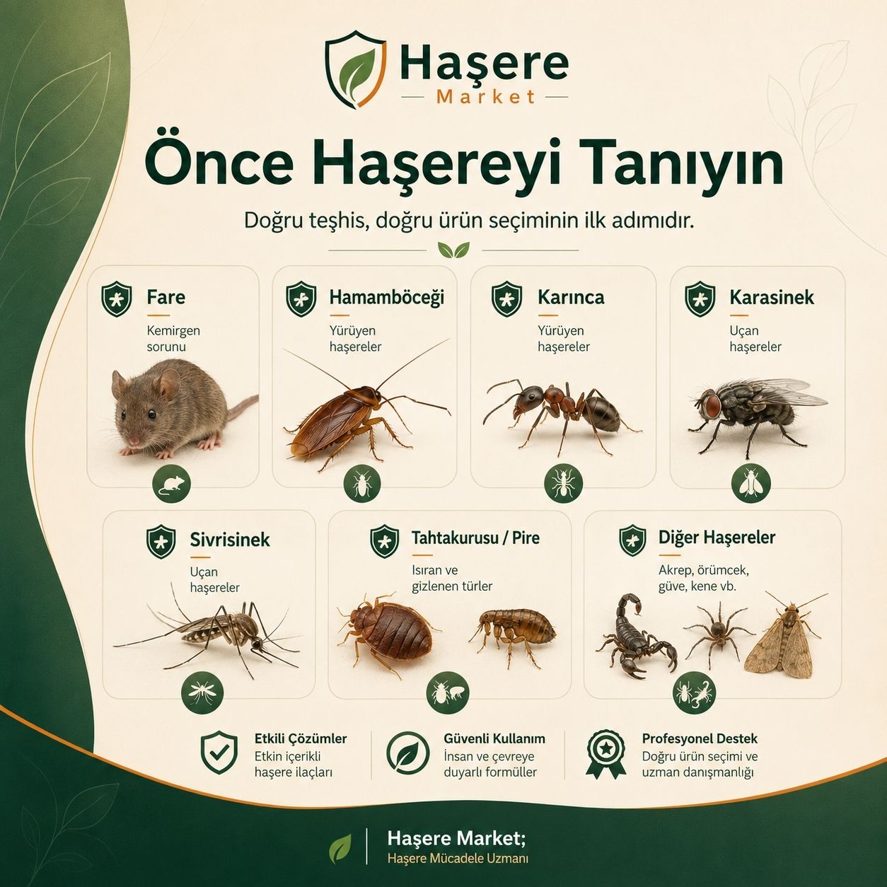 Haşereyi tanıma ve teşhis rehberi
