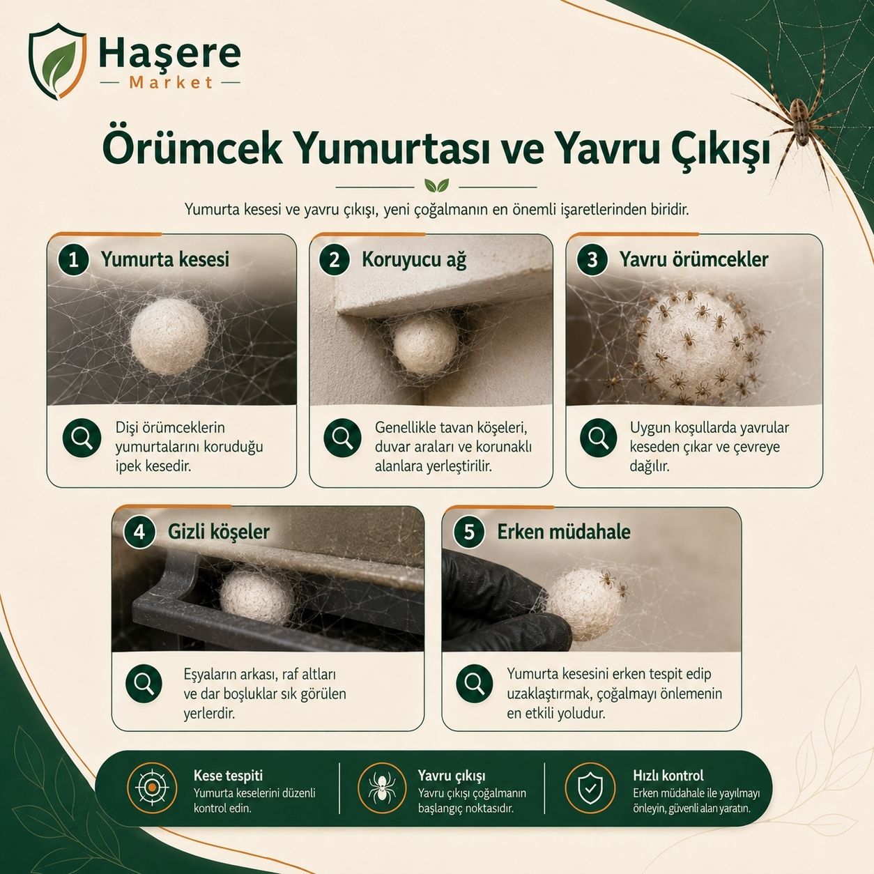 Örümcek yumurtası ve yavru çıkışı