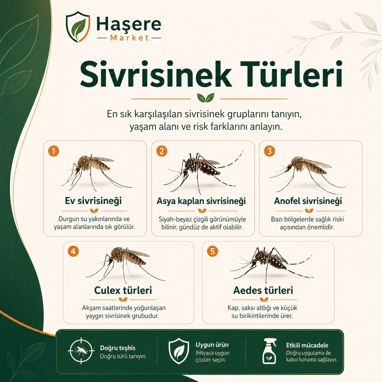 Sivrisinek türleri ve tanımları