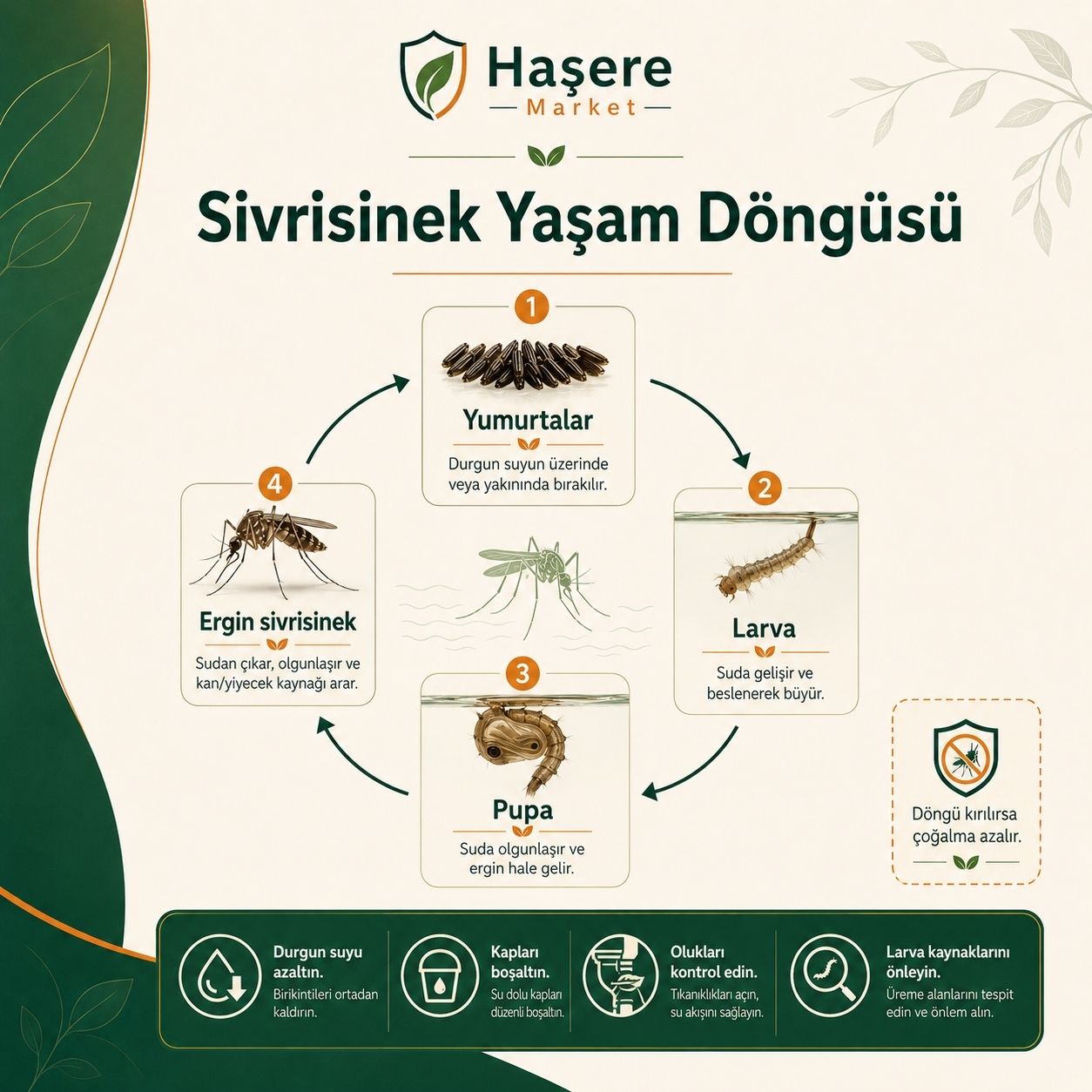 Sivrisinek yaşam döngüsü rehberi