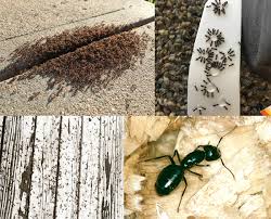 Evdeki Karıncalar Nasıl Yok Edilir? | Karıncayı yok etmek için ne yapmalı? | Evde çıkan karıncalara ne yapmak lazım?