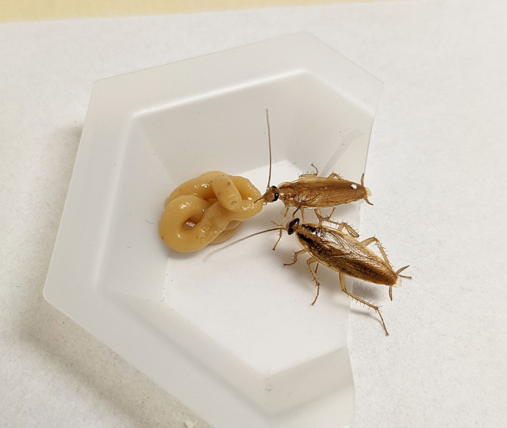Hamam böceği jeli etkisi ne kadar sürer? | Jel Böcek Ilacı | Gel jel böcek ilacı nasıl uygulanır? | Hamam böceği jeli işe yarıyor mu? | 