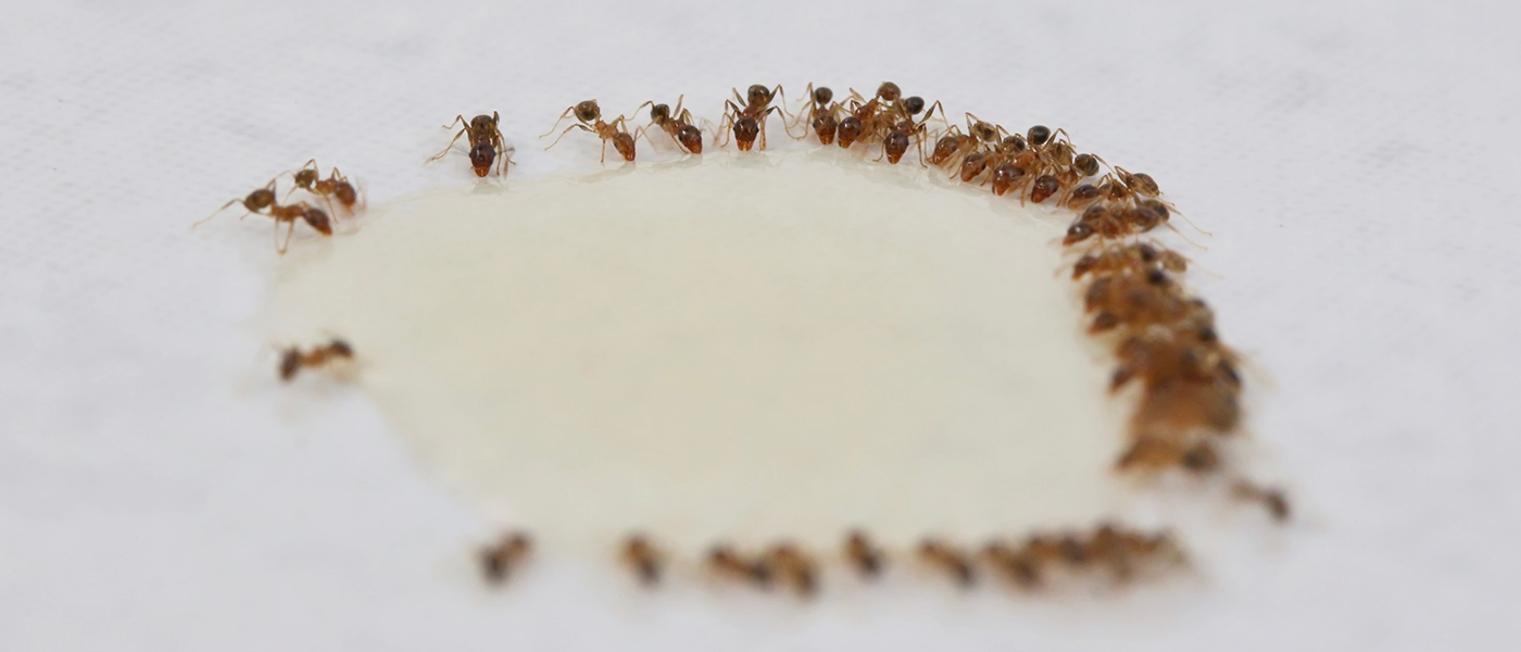 Karınca jeli ne işe yarar? | Bayer Karınca Jeli 5 gr Fiyatı | Karınca jeli | Bayer karınca jeli nasıl kullanılır? | 