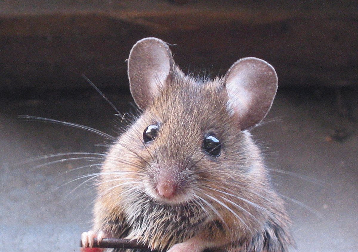 Ev faresi nasıl yok edilir? | Fareler Için Kesin Çözüm | Ev Faresi Zehirleri - Haşere Market | bayer ev faresi zehiri | 