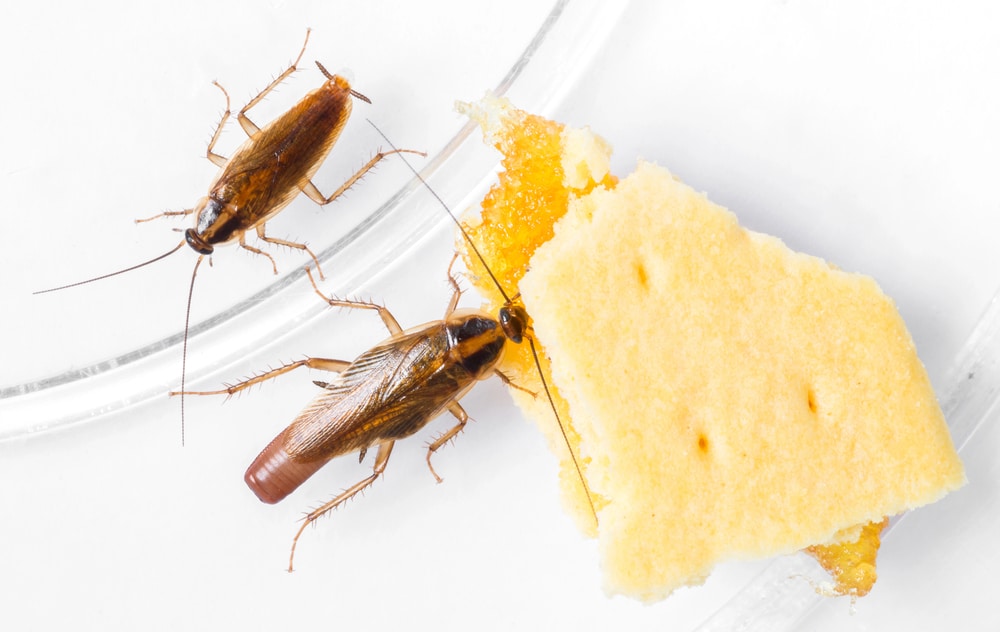 Kakalak ilacı nedir? | Bayer Kalorifer Böceği Ilacı | Kalorifer böceğine en etkili ilaç hangisi? | Kakalak böceği nasıl yok edilir?