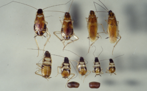 Evde hamam böceklerine çözüm | Alman Hamam Böceği İlaçlama | Evde çıkan Alman hamamböceği nasıl yok edilir?
