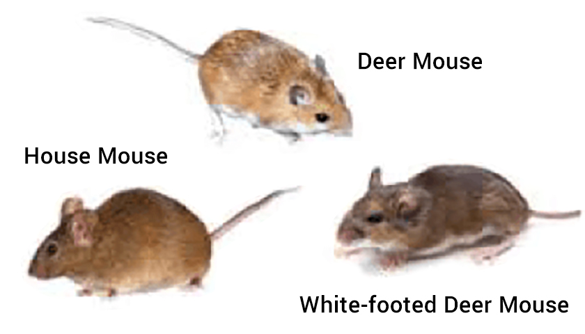 En iyi fare ilacı hangisi? | Fare ilaci kac tl? | Lağım faresini hangi ilaç öldürür? | Fare zehiri pasta kaç günde öldürür?