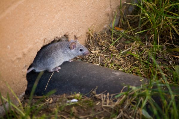 Sıçan ilacı nedir? | Lağım fareleri ne öldürür? | Bayer Racumin Buğday Fare ve Sıçan Zehiri | Lağım faresini hangi ilaç öldürür?
