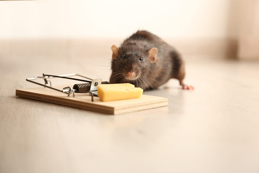 Ev faresi nasıl yok edilir? | En kolay fare nasıl yakalanır? | Fare saklandığı yerden nasıl çıkar? | Fare en çok neyin kokusuna gelir?