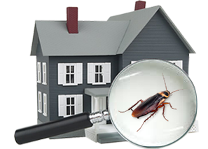 K Othrine SC 50 Neleri öldürür? | Bayer hamam böceği ilacı nasıl kullanılır? | Hamam böceği için en etkili ilaç hangisi? | Bayer Hamamböceği İlacı Fiyatları ve Çeşitleri | 