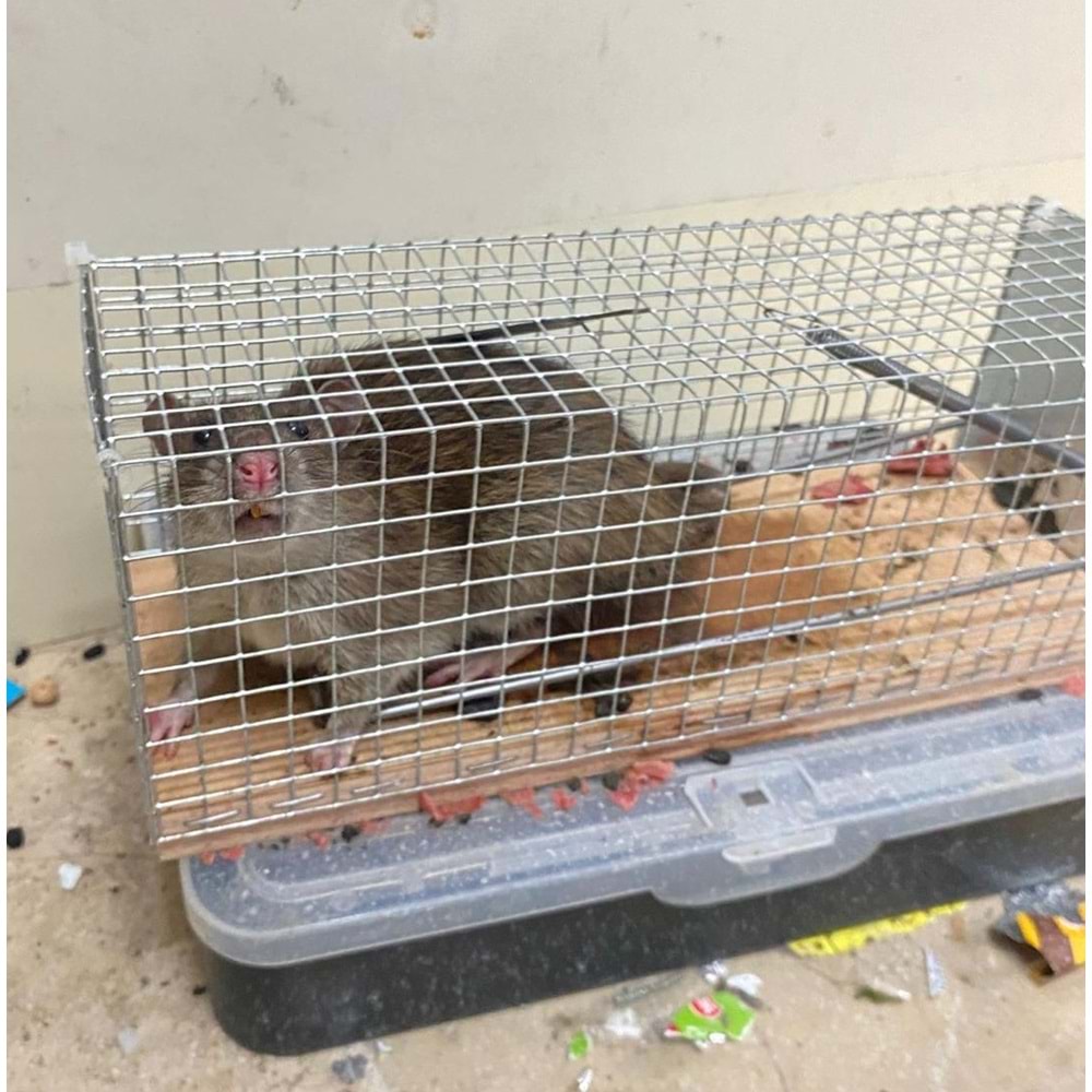 Kafes Sıçan Canlı Yakalama Kapanı