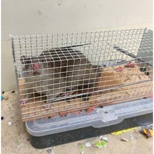 Kafes Sıçan Canlı Yakalama Kapanı