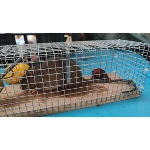 Kafes Sıçan Canlı Yakalama Kapanı