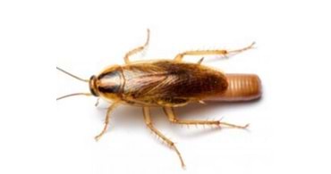 Jel Böcek İlaçları Kalorifer Böceği İçin Nasıl Kullanılır?