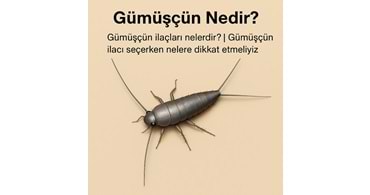 Evde Gümüşçün (Gümüş Balıkçığı) Sorunu ve Etkili İlaçlarla Çözüm Yolları