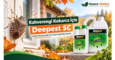 Kahverengi Kokarca İstilası 2026: Deepest SC Kokarca İlacı