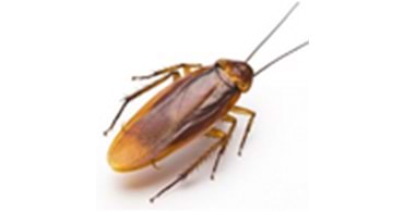 Bayer-Envu Haşere İlaçları | Alman Hamam Böceği | Kalorifer Böceği | Blatta Germanica | Hakkında