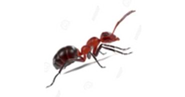 Bayer-Envu Haşere İlaçları | Karınca ve Karınca İlaçları | Hakkında