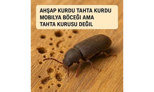 Ahşap Kurdu İlaçları ve Tahta Kurdu İlaçlaması Hakkında Sıkça Sorulan Sorular ve Cevapları