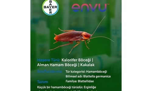 Bayer-Envu Haşere İlaçları | Alman Hamam Böceği | Kalorifer Böceği | Blatta Germanica | Hakkında