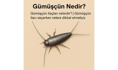 Evde Gümüşçün (Gümüş Balıkçığı) Sorunu ve Etkili İlaçlarla Çözüm Yolları