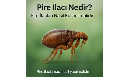 Pire İlacı Nedir? | Pire İlaçları Nasıl Kullanılmalıdır? | Pire İlaçlaması Nasıl Yapılmalıdır?