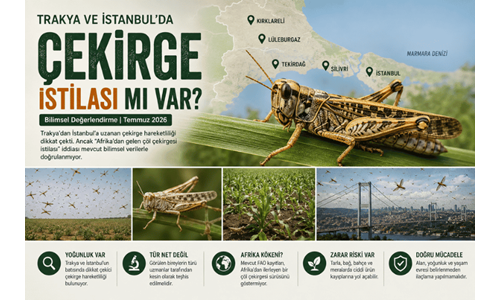 Trakya ve İstanbul’da Görülen Çekirgeler: Gerçek Bir İstila mı, Mevsimsel Yoğunluk mu?