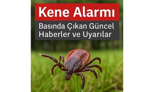 Kene Alarmı: Basında Çıkan Güncel Haberler ve Uyarılar