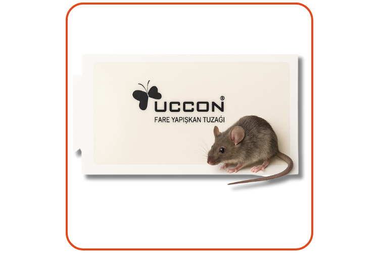 Uccon Karton Fare Yapışkan Tuzakları