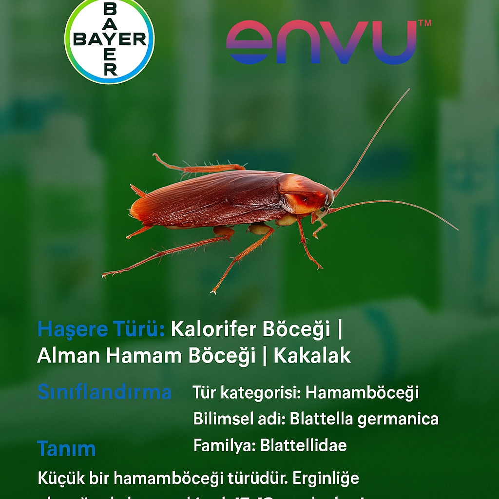 Bayer-Envu Haşere İlaçları | Alman Hamam Böceği | Kalorifer Böceği | Blatta Germanica | Hakkında