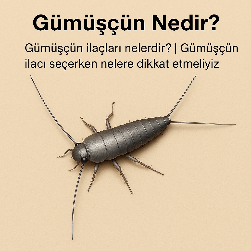 Evde Gümüşçün (Gümüş Balıkçığı) Sorunu ve Etkili İlaçlarla Çözüm Yolları