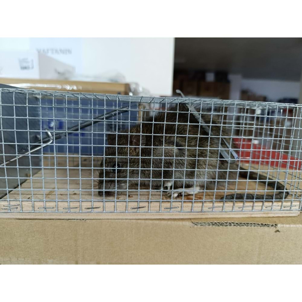 Kafes Sıçan Canlı Yakalama Kapanı
